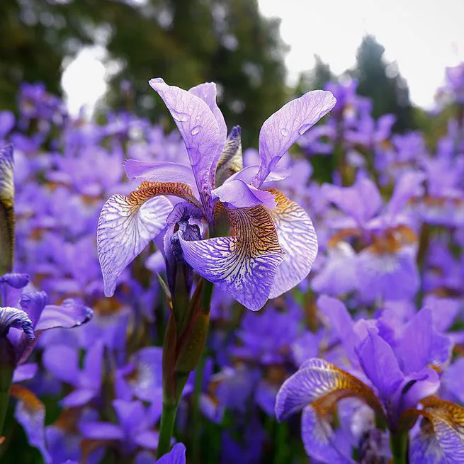 Multi-Class Classification with a Neural Network on the Iris Dataset