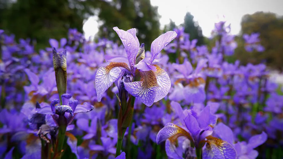 Multi-Class Classification with a Neural Network on the Iris Dataset